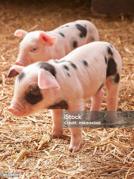 Two Little Pigs Stock Photo - Download Image Now - Piglet, Pig, Gloucester Old Spot Cross Pig