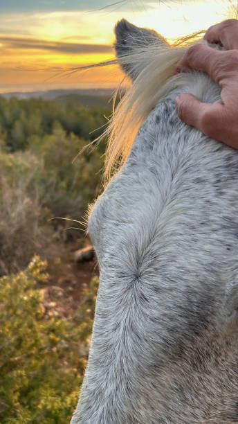 istock Person Holding Horse Mane at Sunset 1852728804