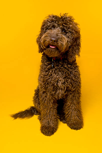 istock Chocolate Labradoodle photographed against yellow background 185272977