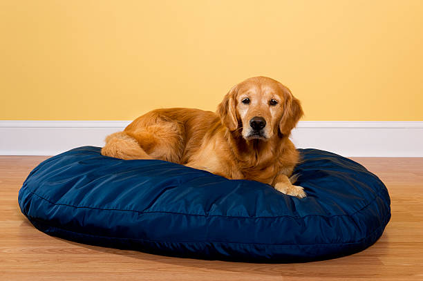 Golden Retriever Lying A five year old Golden Retriever lying on a blue dog bed looking at the camera, in a room with yellow walls, white baseboard and oak laminate floors "Dutchess" dog bed stock pictures, royalty-free photos & images