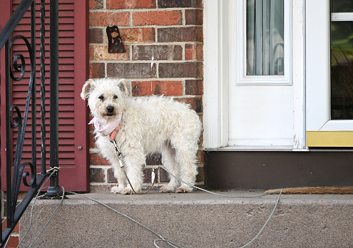 Nearly blind dog waiting on the front step.
