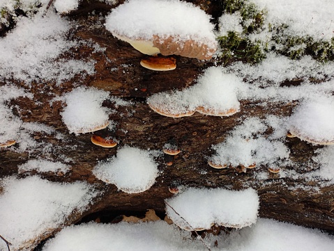 A group of wood mushrooms grows on the trunk of a fallen tree, which is covered with a small layer of snow. The first winter precipitation in the forest.