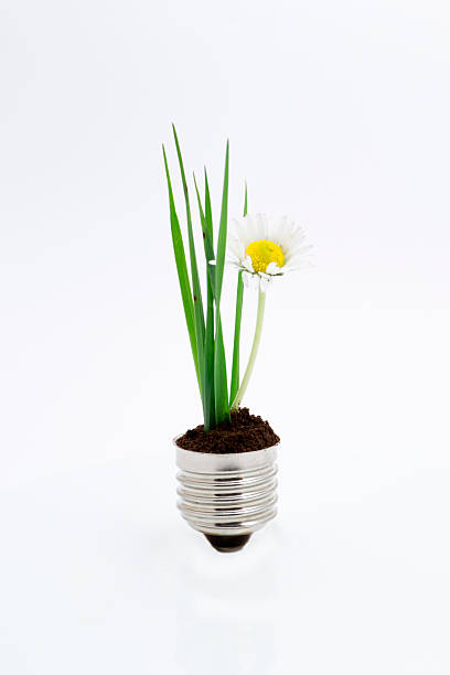 Green Energy Concept with Grass and Daisy ins Lightbulb stock photo