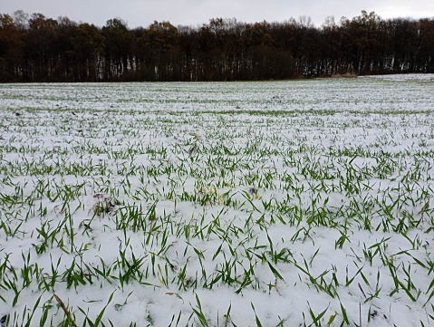 Green sprouts of winter wheat can be seen from under the snow on the field against the background of a winter forest with bare tree tops.