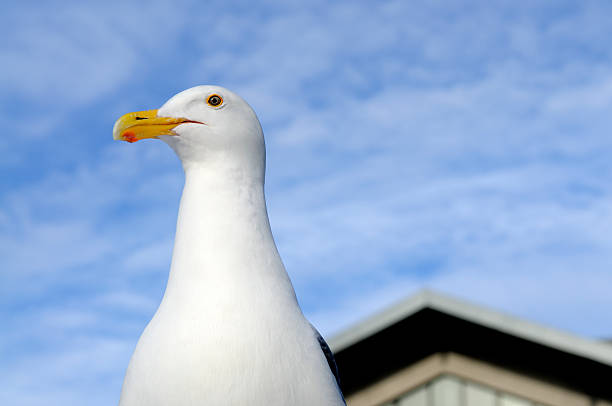 istock San Francisco Seagull at Fisherman's Wharf 185273887