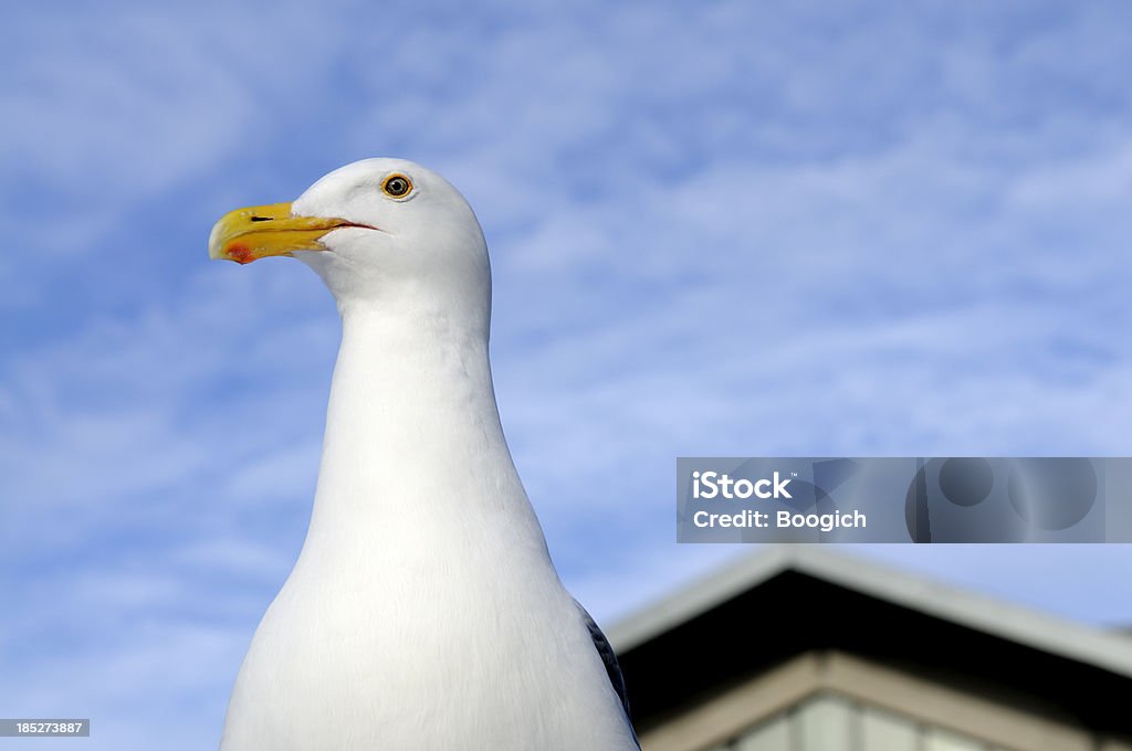 San Francisco Seagull at Fisherman's Wharf "This is a horizontal, color photograph of a perched seagull in San Francisco's Fisherman's Wharf. The white bird stands out in contrast against a blue sky. With its head slightly turned it appears to pose." Animal Stock Photo