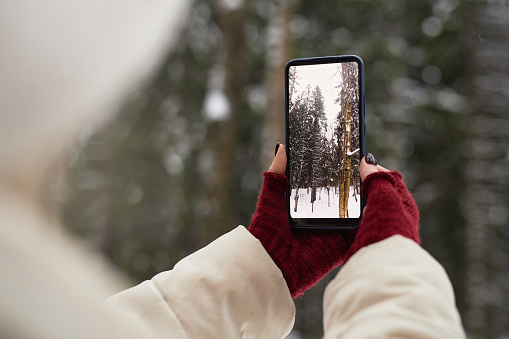 Focus on smartphone with winter forest on screen held by young woman in crimson mittens and white coat while taking photo of pine trees