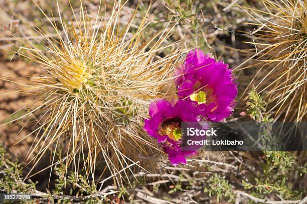 開花ヘッジホッグカクタス - とげのストックフォトや画像を多数ご用意 - とげ, アリゾナ州, エキノケレウス属