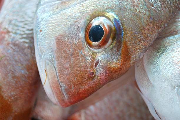 vivaneau, une journée de prendre - fish catch of fish seafood red snapper photos et images de collection