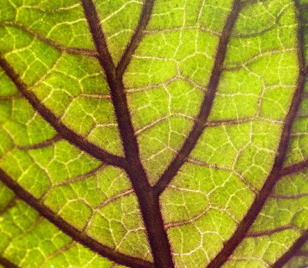 Close up of backlit leaf with prominent red veins for use as texture and background.