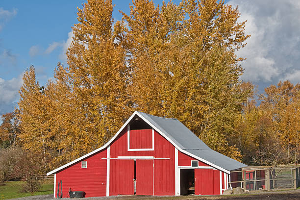 Red Barn and Fall Colors This well preserved barn is said to be over 100 years old. Here it is shown on a colorful fall day. The historic barn sits on a small farm in Edgewood, Washington State, USA. jeff goulden puyallup washington stock pictures, royalty-free photos & images