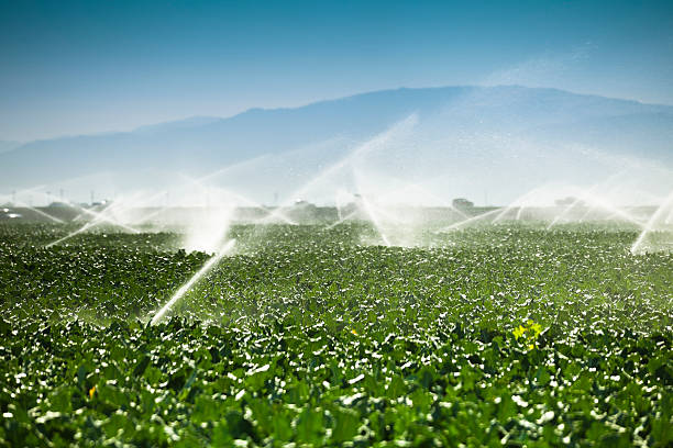 bewässerung sprinkler gießen gießen auf fruchtbaren landwirtschaftlichen nutzflächen - salinas stock-fotos und bilder