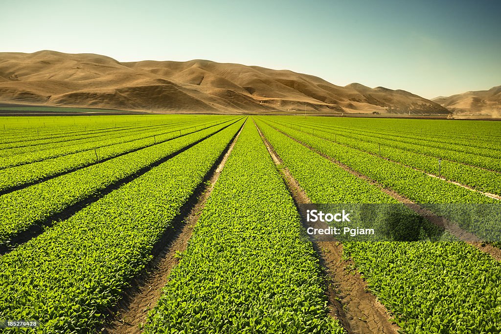 Crops grow on fertile farm land "A green row celery field in the Salinas Valley, California USA" Crop - Plant Stock Photo
