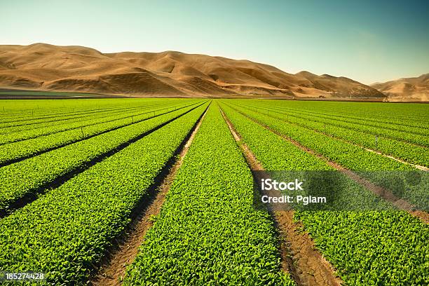 Crops Grow On Fertile Farm Land Stock Photo - Download Image Now - Crop - Plant, Farm, In A Row