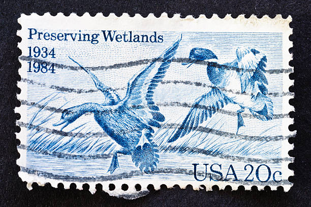 istock Preserving Wetlands Stamp 185274762
