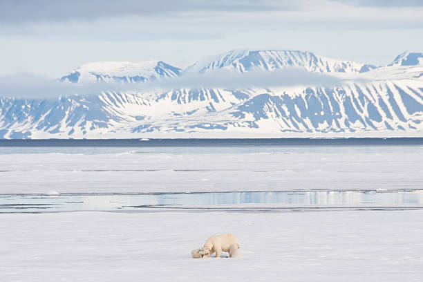 полярный медведь и cubs на море, арктический лед - polar bear young animal isolated cub стоковые фото и изображения