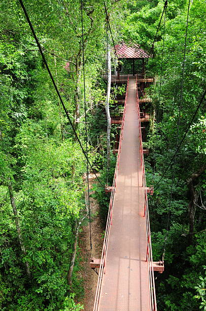 Rope walkway through the treetops in a rain forest .