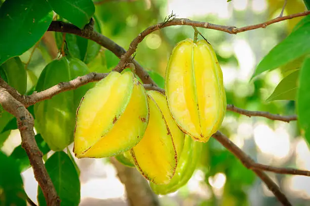 "Star fruit  or Carambola (Averrhoa carambola) in a tree.  This fruit is produced in Guanacaste, Costa Rica."