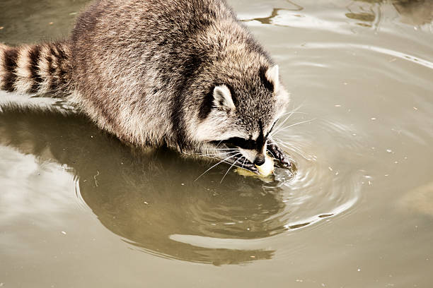 Raccoon stock photo