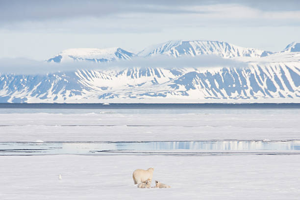 Polar Bear and Cubs on Arctic Sea Ice stock photo