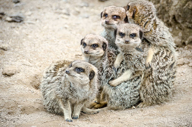 istock Group of Meerkats 185275150