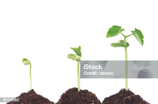 istock bean sprouts 185275162