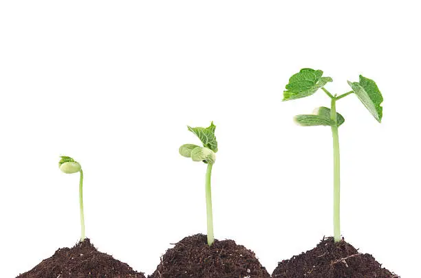 bean sprouts in three different ways, growing three different types of organic fertilizers in the soil.