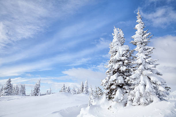 冬の森 - idaho mountains ストックフォトと画像