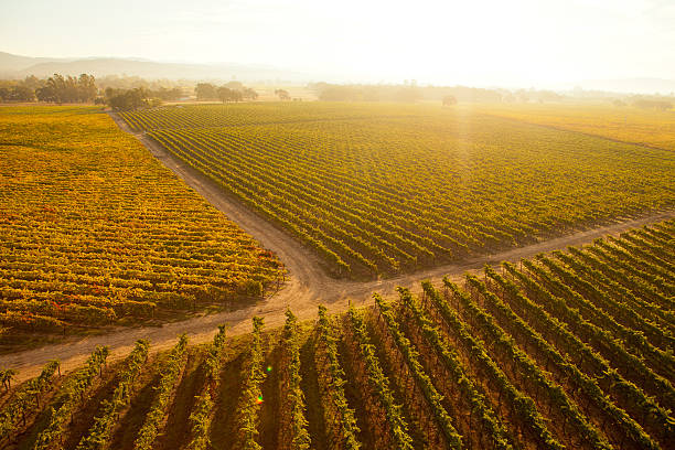 istock Sunrise over the vineyard 185275403