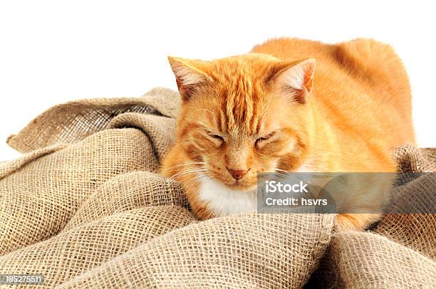 Müde Erwachsene Katze Mit Roter Pell Leg Dich Auf Buralp Sack Stockfoto und mehr Bilder von Hauskatze
