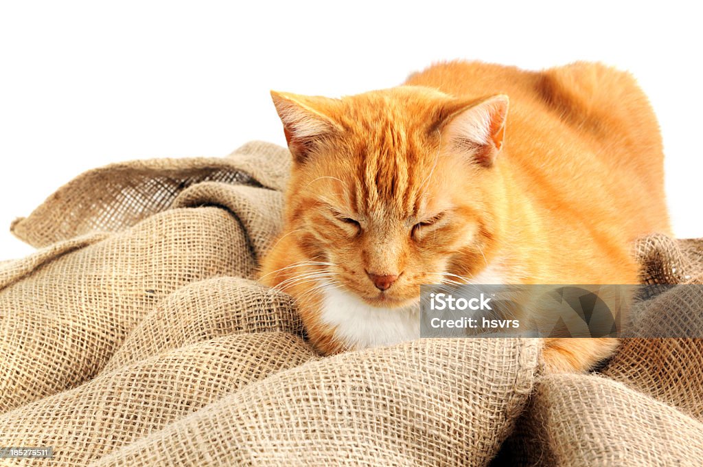 Cansado adulto cat con red pell que descansan en buralp de saco - Foto de stock de Gato doméstico libre de derechos