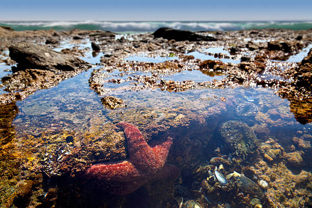 Tide Pool Teeming With Life "A tide pool along the coast of southern California is home to starfish, mussels, sea anemones, and much more." tidal pool stock pictures, royalty-free photos & images