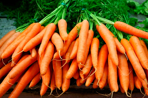 Bundles of organic carrots with the stems still attached