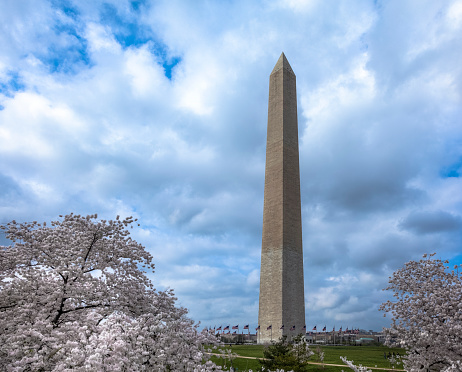 The Washington Monument reflected in the Tidal Basin with cherry blossoms in full bloom.