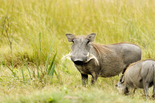Female warthog with youngster in the Okavango Delta of  Botswana.