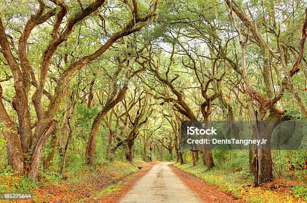 Photo libre de droit de Route Pittoresque Au Edisto Island Près De Charleston banque d'images et plus d'images libres de droit de Arbre