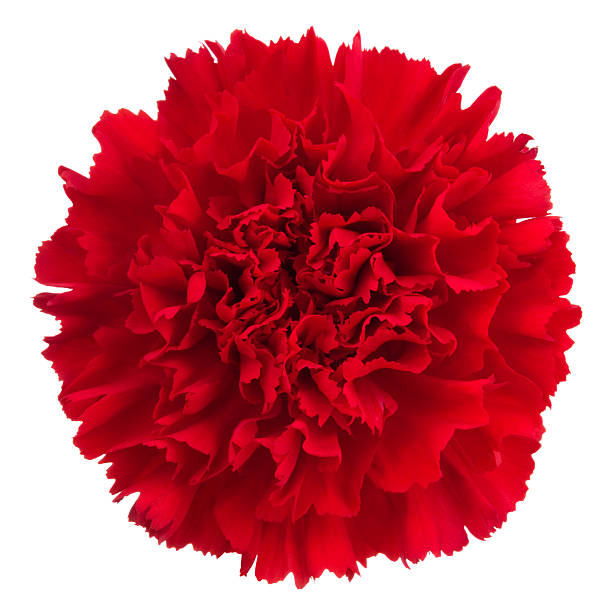 Carnation. Red flower on a white background. carnation flower stock pictures, royalty-free photos & images