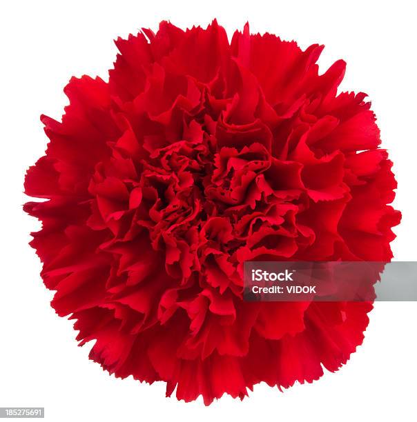 Cravo - Fotografias de stock e mais imagens de Cravo - Cravo-da-china - Cravo - Cravo-da-china, Vermelho, Flor