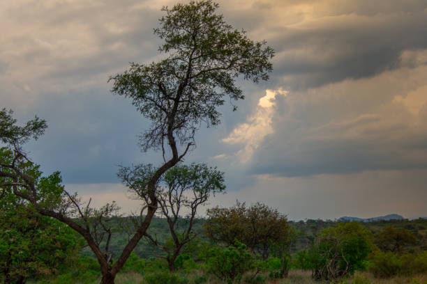 istock Safari under stormy skies 1852756977