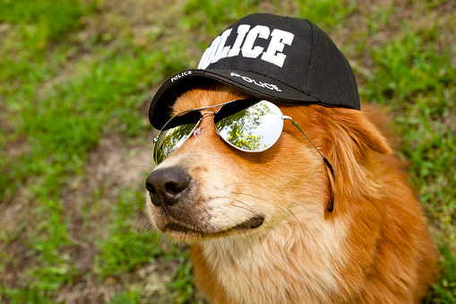 Golden retriever wearing police hat and glasses  MORE LIKE THIS.. in lightboxes below.