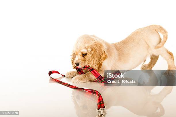 Kleine Hund Stockfoto und mehr Bilder von Welpe - Welpe, Cockerspaniel, Niedlich