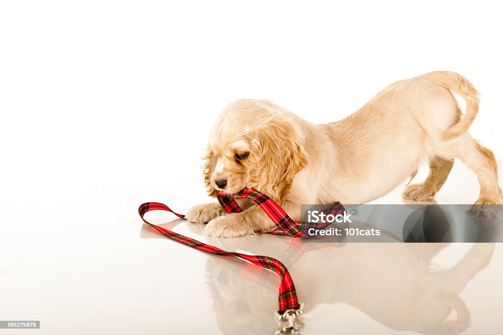 Piccolo cane - Foto stock royalty-free di Cagnolino