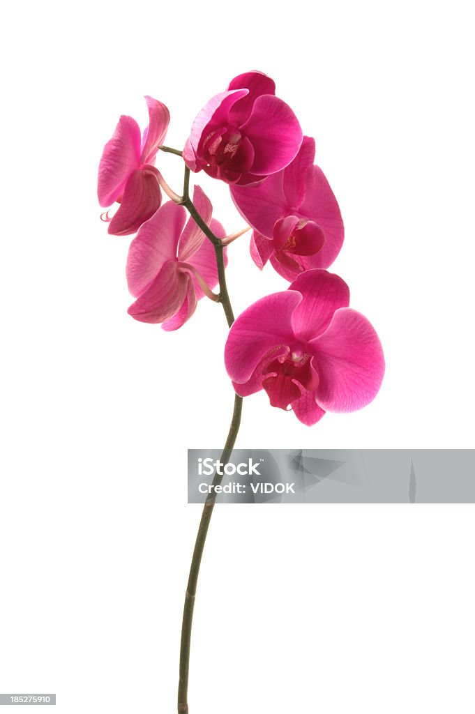 Orchid - Photo de Fleur - Flore libre de droits