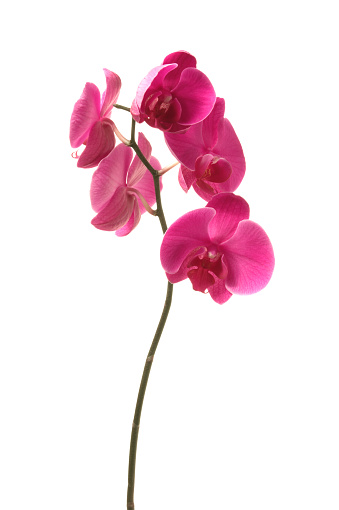 Red flower on a white background.