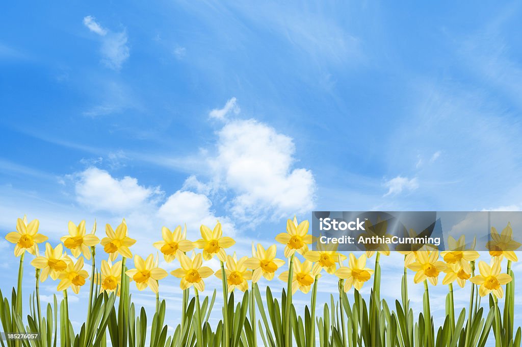Champ de jonquilles jaunes printemps contre un ciel bleu - Photo de Bleu libre de droits