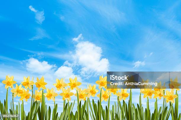 Photo libre de droit de Champ De Jonquilles Jaunes Printemps Contre Un Ciel Bleu banque d'images et plus d'images libres de droit de Bleu