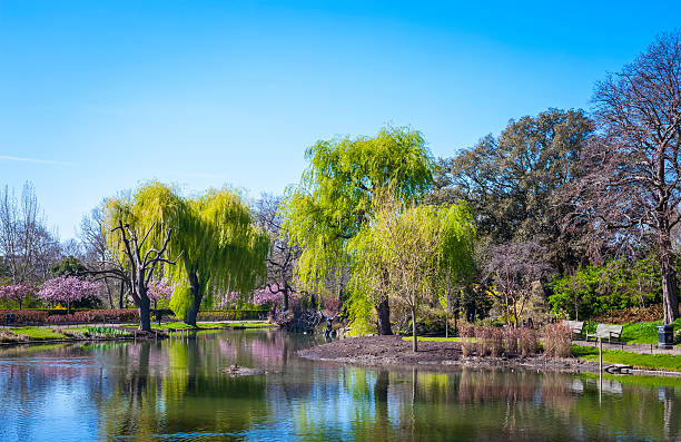 primavera em regent's park, londres - weeping willow - fotografias e filmes do acervo