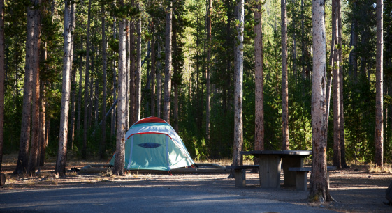 Blue tent and picnic table among evergreens in Yellowstone National Park