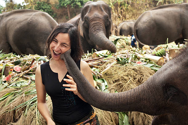 The Elephant Kiss stock photo