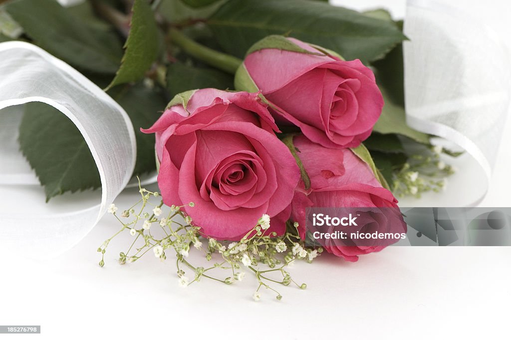 Três Linda Rosa rosas. - Royalty-free Beleza Foto de stock